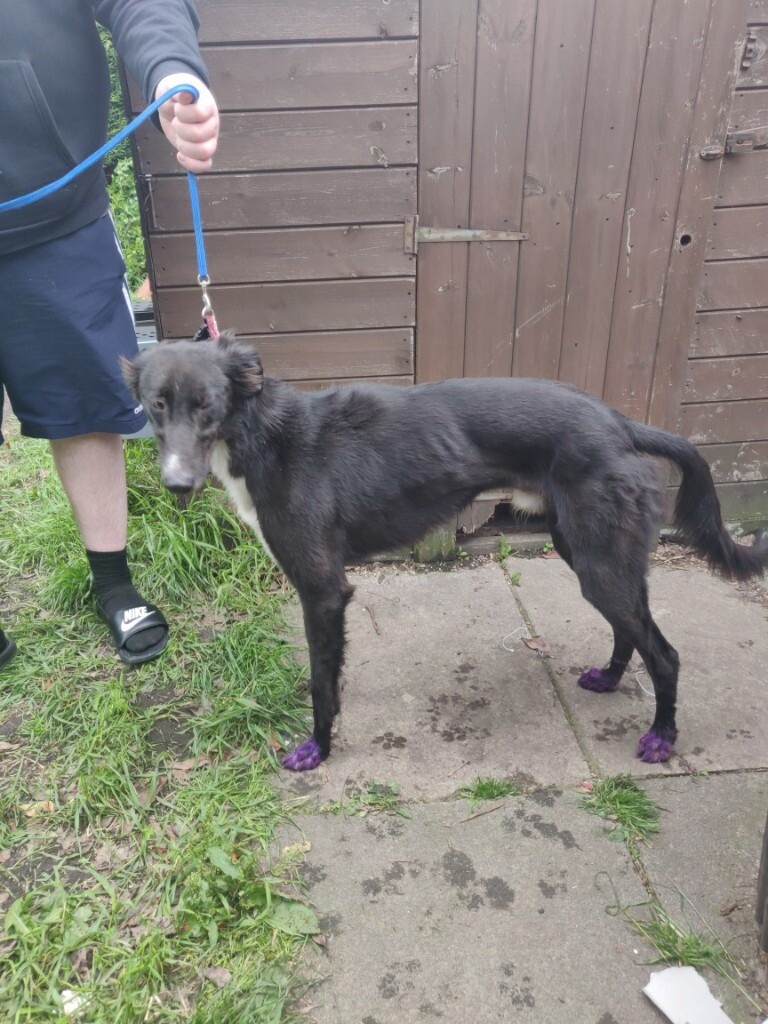 saluki for sale gumtree